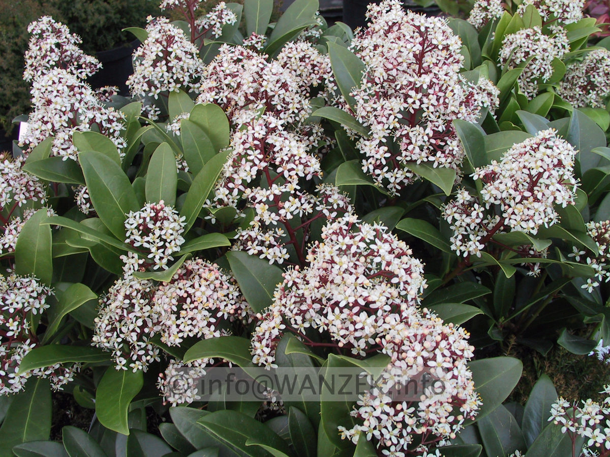 Skimmia japonica Rubella 05 offene Blueten.JPG